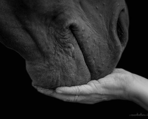 Wunderbare Fotos Tier Fotografie Outdoor Pferd