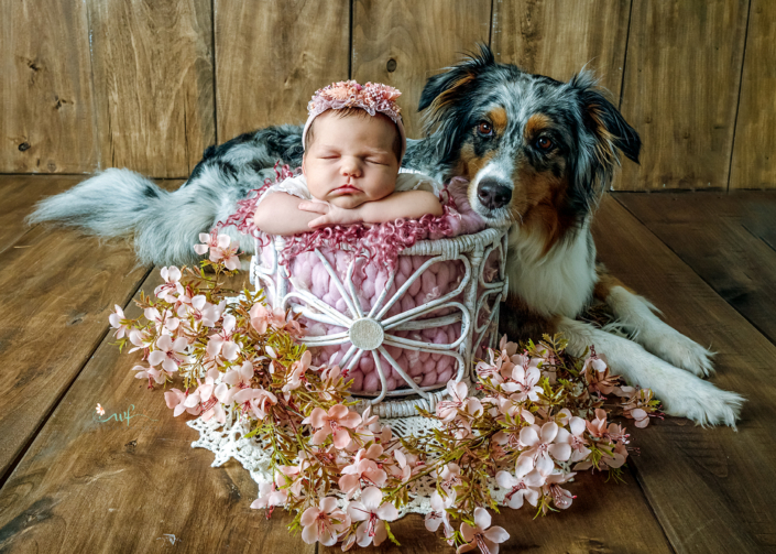 baby-girl-newborn-hund-australian-sheperd-session-photo-instagram-foto-fotografin-magdeburg-burg-barleben-wolmirstedt-schwarz-weiß-boy-halberstadt-fotografin-studio_052
